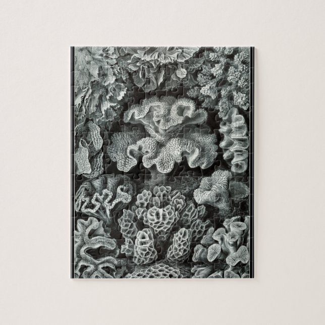 Hexacoralla 69 - Ernst Haeckel 8x10 Puzzle (Vertikal)
