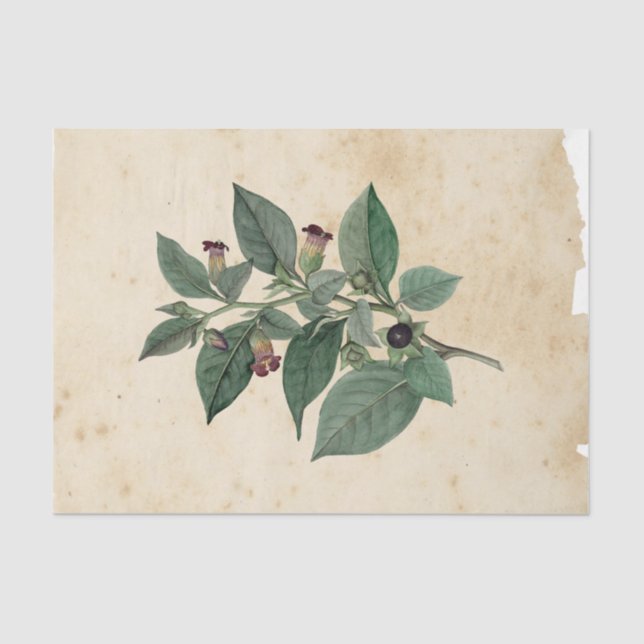 Hexe Ephemera Design Serie #11 Seidenpapier (Vorderseite)