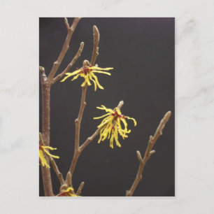 Hexe Hazel Blossom Postcard Postkarte