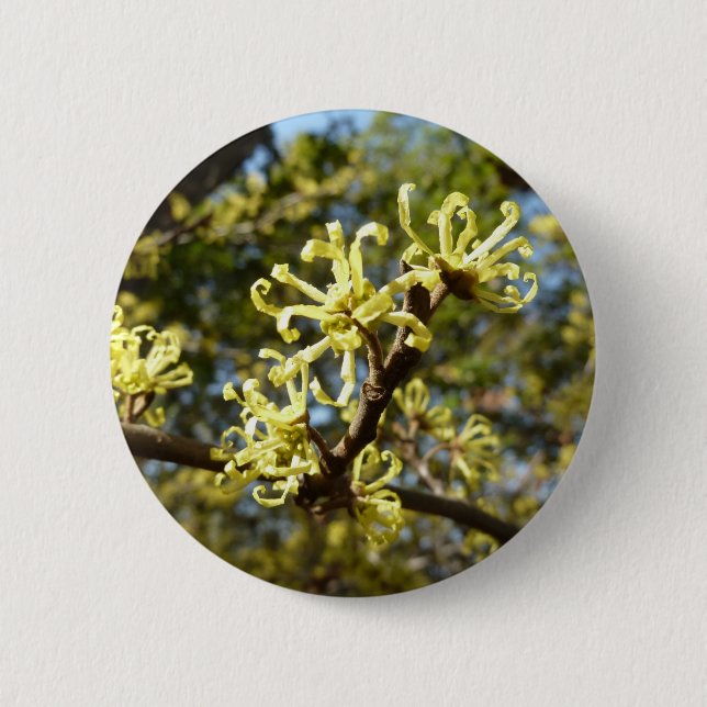 Hexenhazel-Blume Button (Vorderseite)