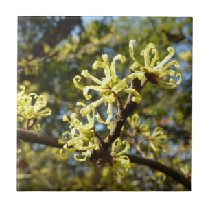 Hexenhazel-Blume Fliese