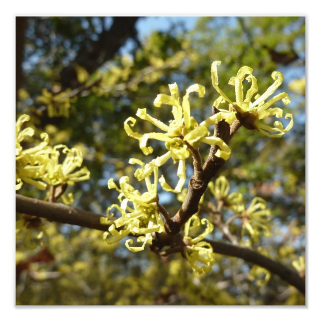 Hexenhazel-Blume Fotodruck (Vorne)