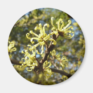 Hexenhazel-Blume Magnet