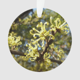 Hexenhazel-Blume Ornament