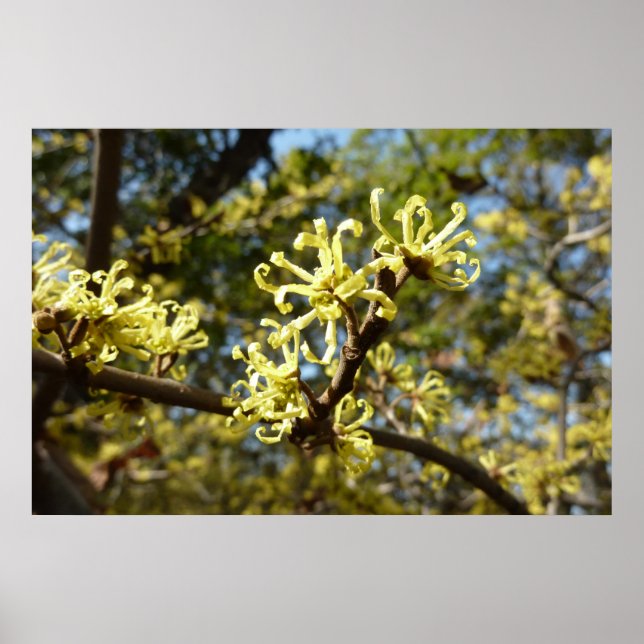 Hexenhazel-Blume Poster (Vorne)