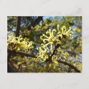Hexenhazel-Blume Postkarte