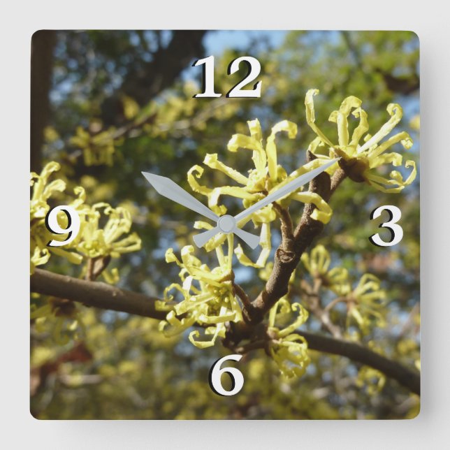 Hexenhazel-Blume Quadratische Wanduhr (Vorderseite)