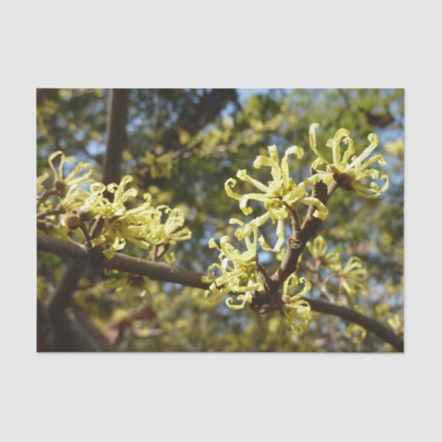Hexenhazel-Blume Seidenpapier (Vorderseite)