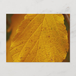 Hexenhazel Postcard Postkarte