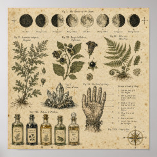 Hexenmondphasen-Botanikplatte Poster