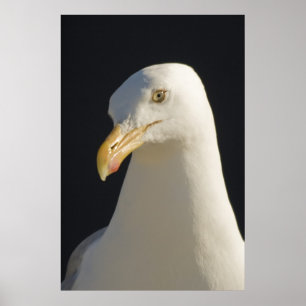 Hey Big Fella Print Poster