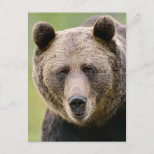 Hey, du Bear Postkarte