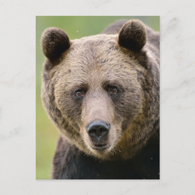 Hey, du Bear Postkarte (Vorderseite)