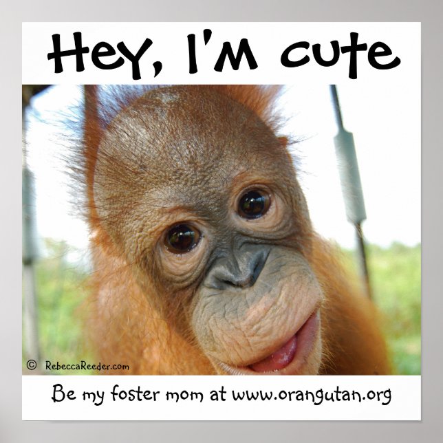 Hey, ich bin Niedlich Baby Orangutan Poster (Vorne)