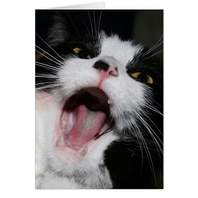 Hey, ich rede mit DIR!!! Crazy Cat (Vorne)