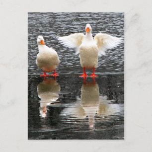 Hey, schau dir den Flügel an! Postkarte