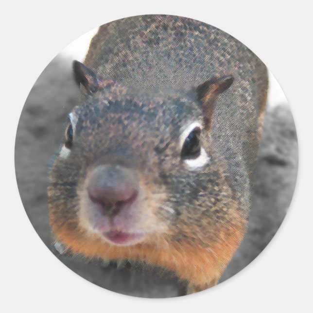 Hey, süßes, lustiges Eichhörnchen Runder Aufkleber (Vorderseite)