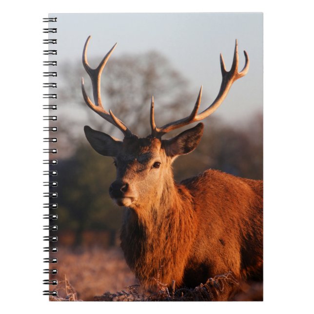 HI DEER NOTIZBLOCK (Vorderseite)