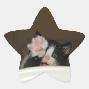 Hi-Kitten-Star-Aufkleber Stern-Aufkleber
