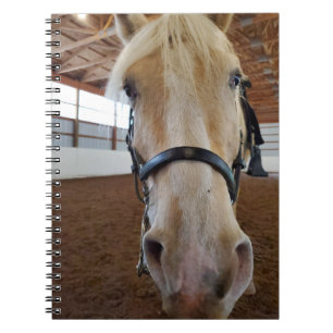 "Hi"-Pferd Notizblock