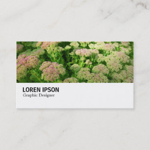 Hi-Phi - 0244 - Sedum "Herbstfreude" Visitenkarte