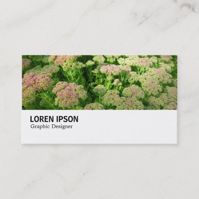 Hi-Phi - 0244 - Sedum "Herbstfreude" Visitenkarte (Vorderseite)