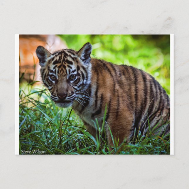Hi-Res Sumatran Tiger Cub Postkarte (Vorderseite)