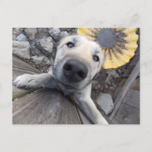 Hi There Doggy Postcard Postkarte