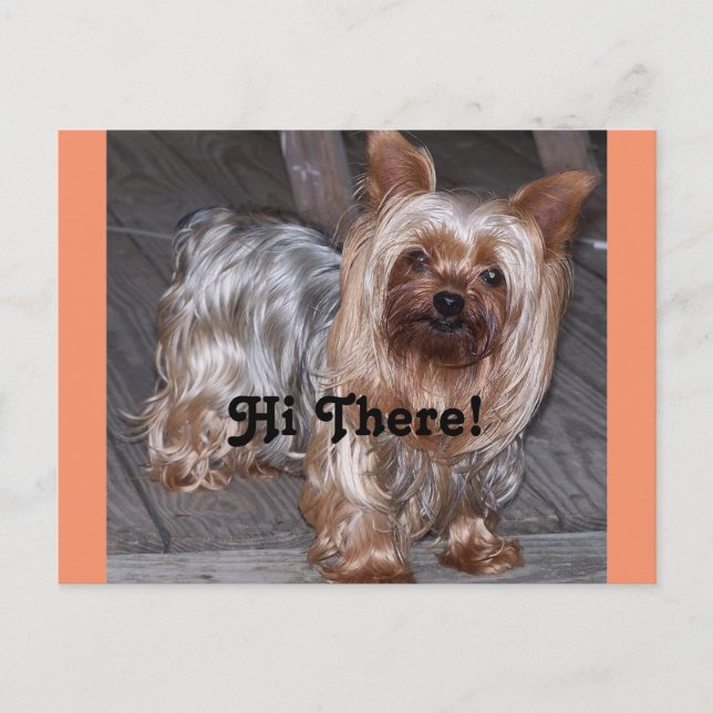Hi There Yorkshire Terrier Postkarte (Vorderseite)