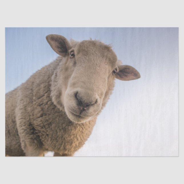 Hi-Tissue-Papier Seidenpapier (Vorderseite)