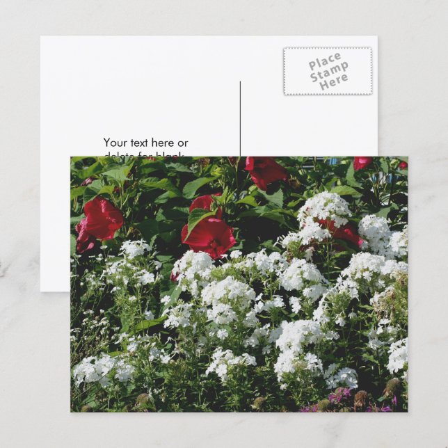Hibiscus And Phlox Flower Garden Personalized Postkarte (Vorne/Hinten)