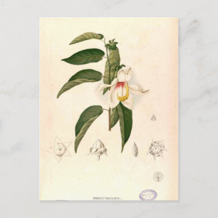'Hibiscus campylosiphon', c. 1880 Postkarte