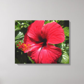Hibiscus in weinrot leinwanddruck