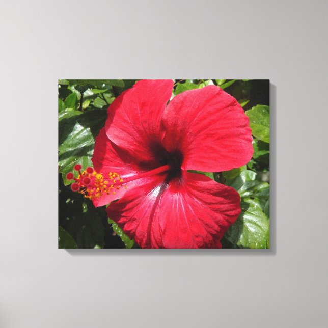 Hibiscus in weinrot leinwanddruck (Vorderseite)