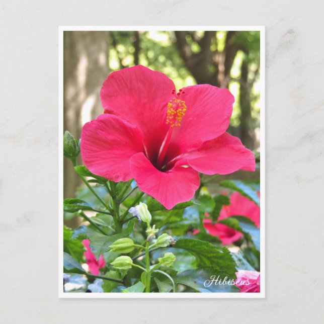 Hibiscus Postkarte (Vorderseite)