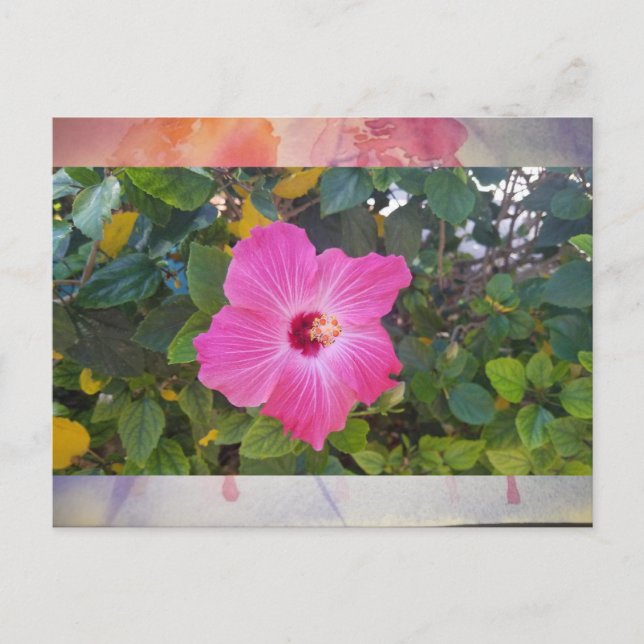 Hibiscus Postkarte (Vorderseite)
