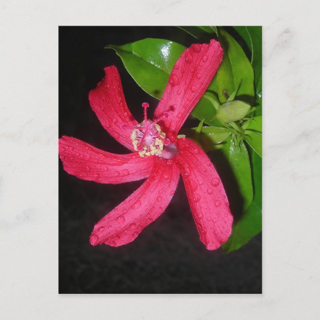 Hibiscus Rouge Postkarte (Vorderseite)