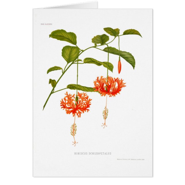 Hibiscus schizopetalus (Vorne)