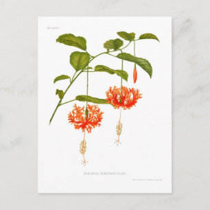 Hibiscus schizopetalus postkarte