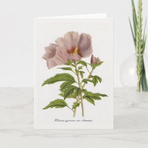 Hibiscus syriacus var. chinensis von Louis-Aristid Karte
