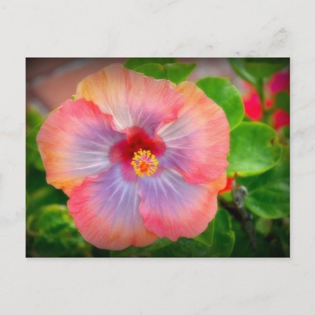 Hibisken 29 postkarte (Vorderseite)
