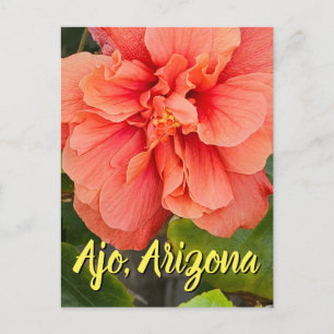 Hibisken Bloom Double Peach, Arizona Postkarte