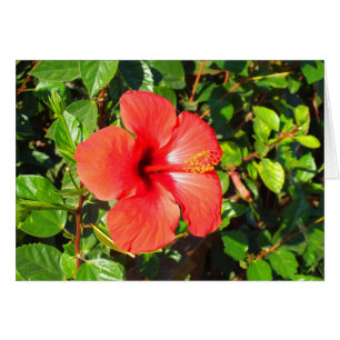 Hibisken-Blume