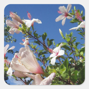 Hibisken-Blume-Aufkleber Quadratischer Aufkleber