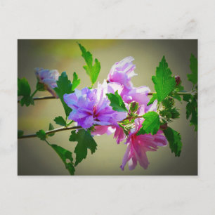 Hibisken Blume Bloom Postkarte