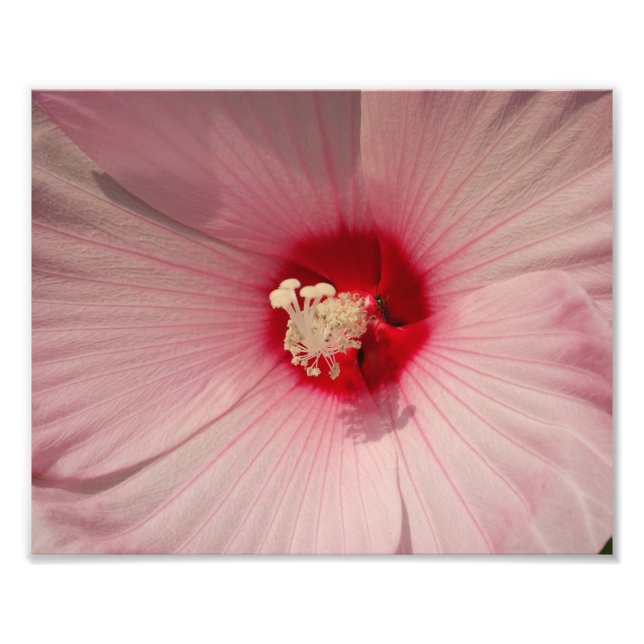 Hibisken Blume Foto Kodak Beruflich Print (Vorne)