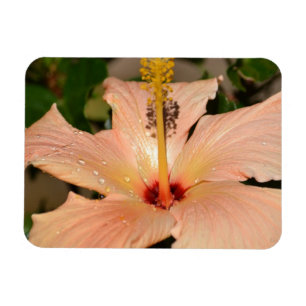 Hibisken-Blume Magnet