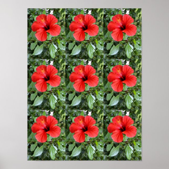 Hibisken-Blume Poster (Vorne)
