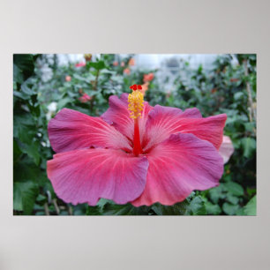 Hibisken Blume Poster