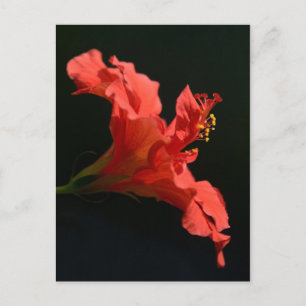 Hibisken Blume Postkarte